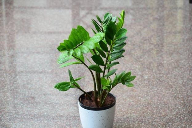 A ZZ plant in a white pot
