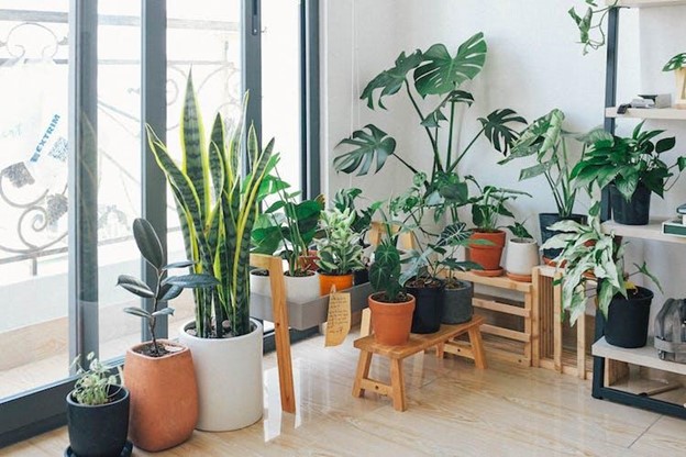 A room filled with various potted plants